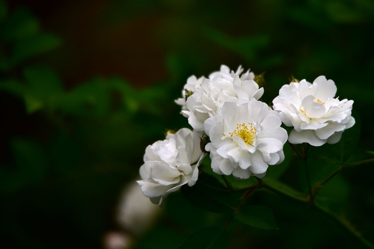 大明湖 白蔷薇